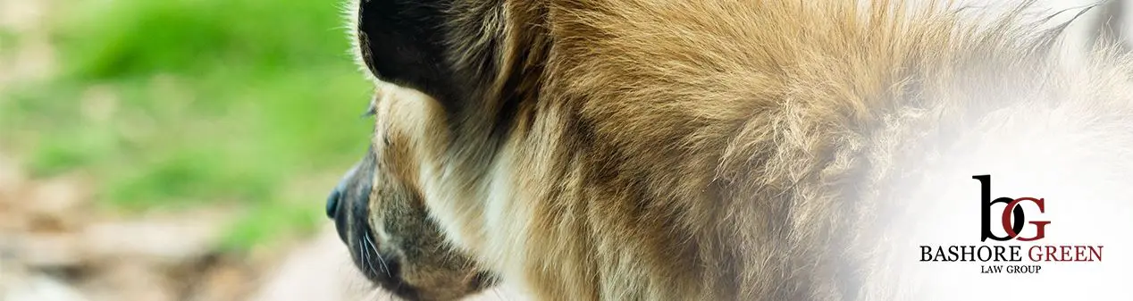 A Dog Bite Checklist to Understand Your Potential Liability