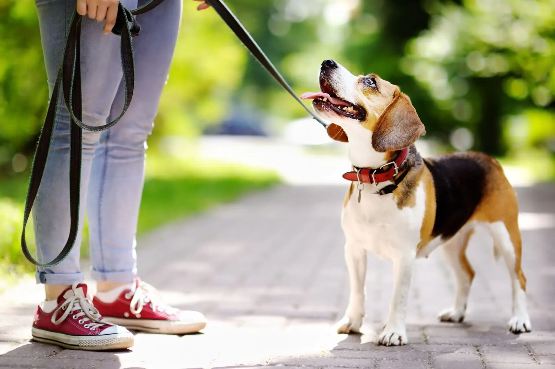 Michigan’s Dog Leash Laws Help Determine the Liability a Person Has When a Dog Bite Occurs