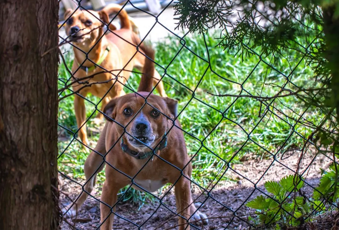 Dealing with a Neighbor’s Aggressive Dog